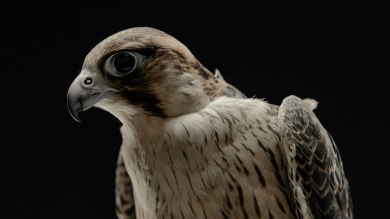 LAFC Falcons - https://la-mp7static.mlsdigital.net/elfinderimages/Photos/Falcon/Olly_1920x1080.jpg